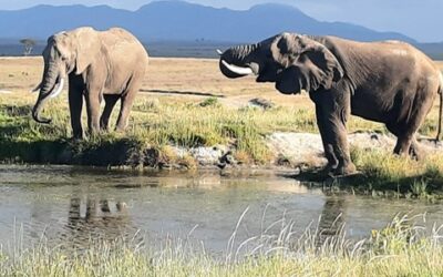 Südafrika – eine unvergessliche Reise 🇿🇦🐘🦁
